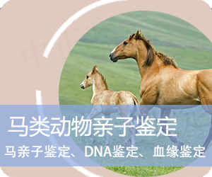 普洱马类动物亲子鉴定