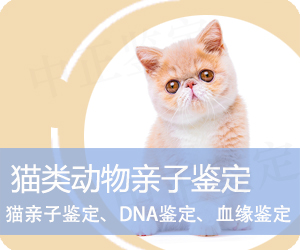 普洱猫类动物亲子鉴定