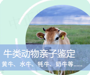 普洱牛类动物亲子鉴定