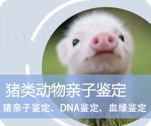 普洱猪类动物亲子鉴定