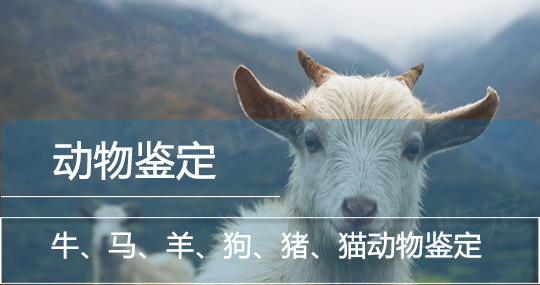 普洱动物鉴定